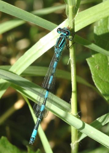 Coenagrion mercuriale